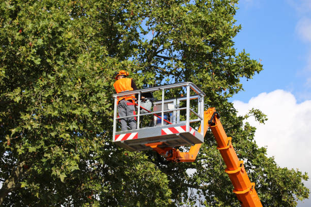 Best Best Tree Removal Services  in Kentwood, LA